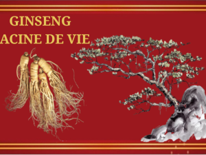 Ginseng une longue histoire ...